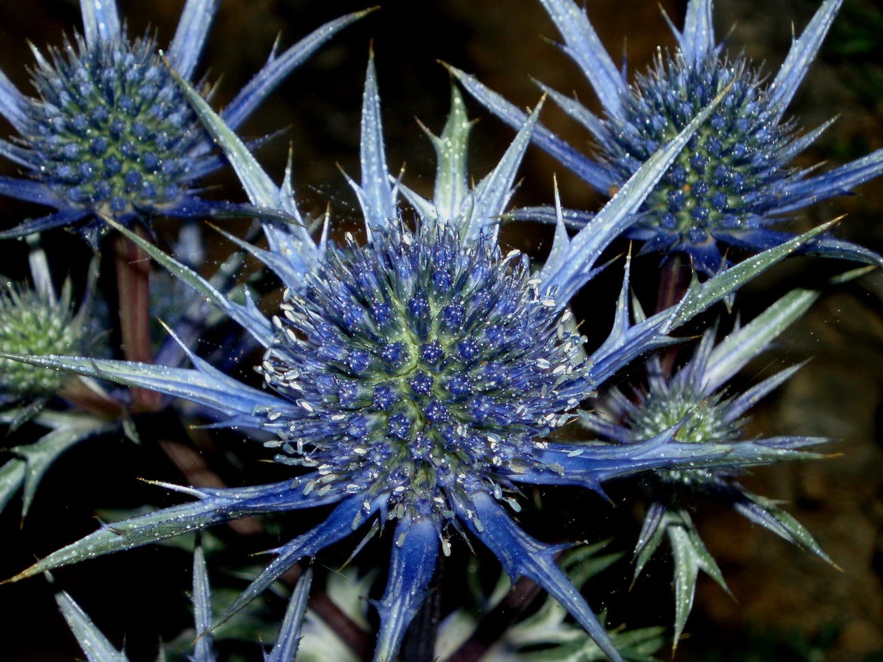 Eryngium Bourgatii